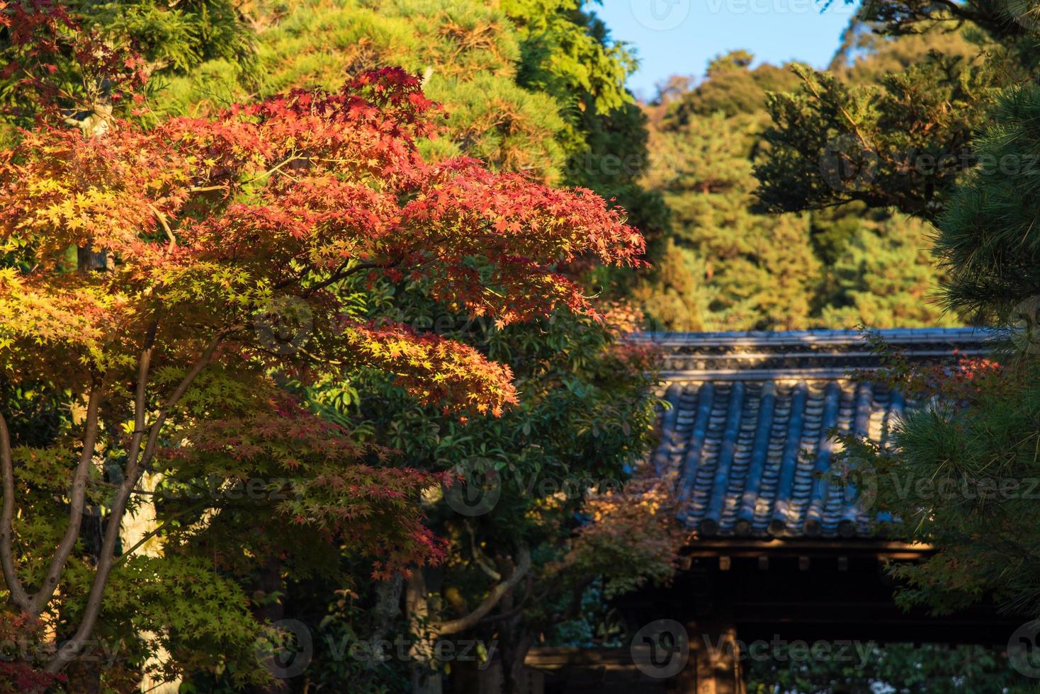 hermosa naturaleza coloridas hojas de arce con techo tradicional japonés en la temporada de otoño en kyoto, japón. foto