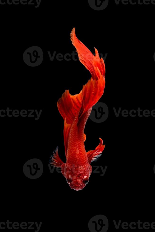 Close up art movement of Betta fish,Siamese fighting fish isolated on black background.Fine art design concept. photo