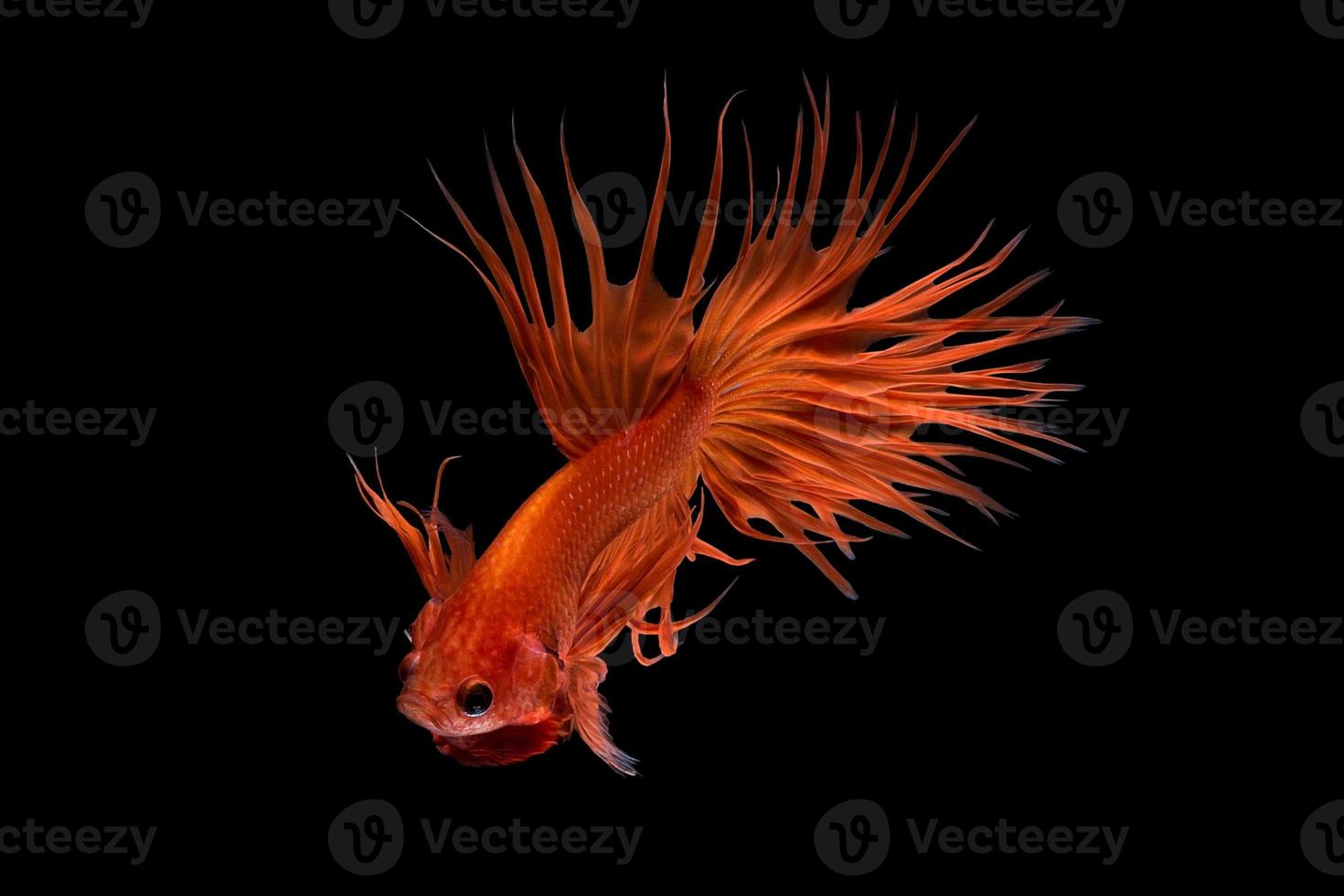 Close up art movement of Betta fish,Siamese fighting fish isolated on black background.Fine art design concept. photo