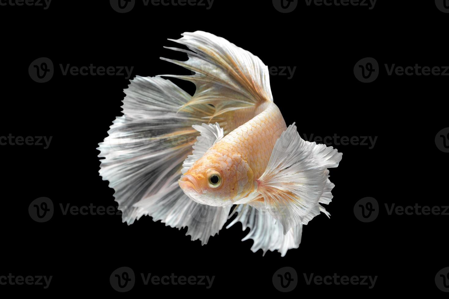 Abstract close up art movement of Betta fish,Siamese fighting fish isolated on black background.Fine art design concept. photo