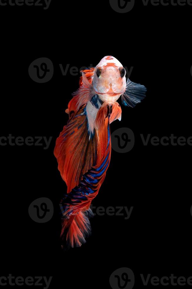 Close up art movement of Betta fish or Siamese fighting fish isolated on black background.Fine art design concept. photo