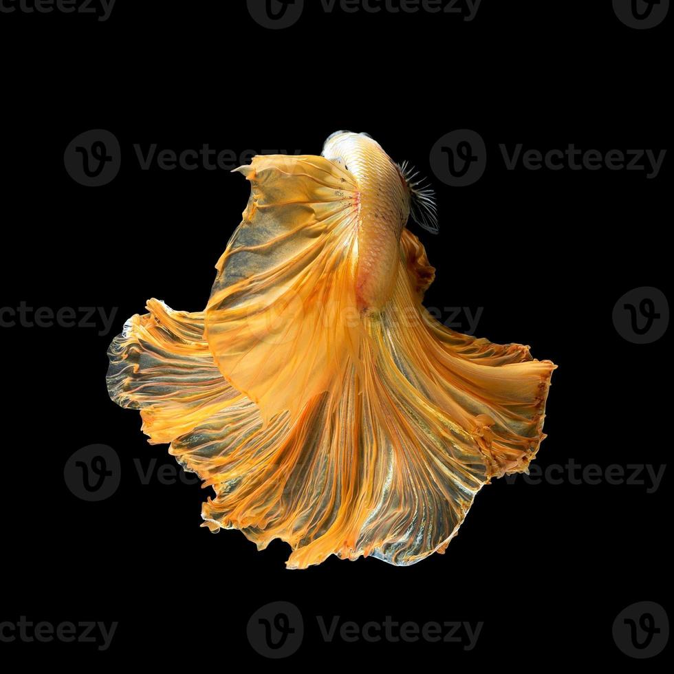 Close up art movement of Betta fish,Siamese fighting fish isolated on black background.Fine art design concept. photo