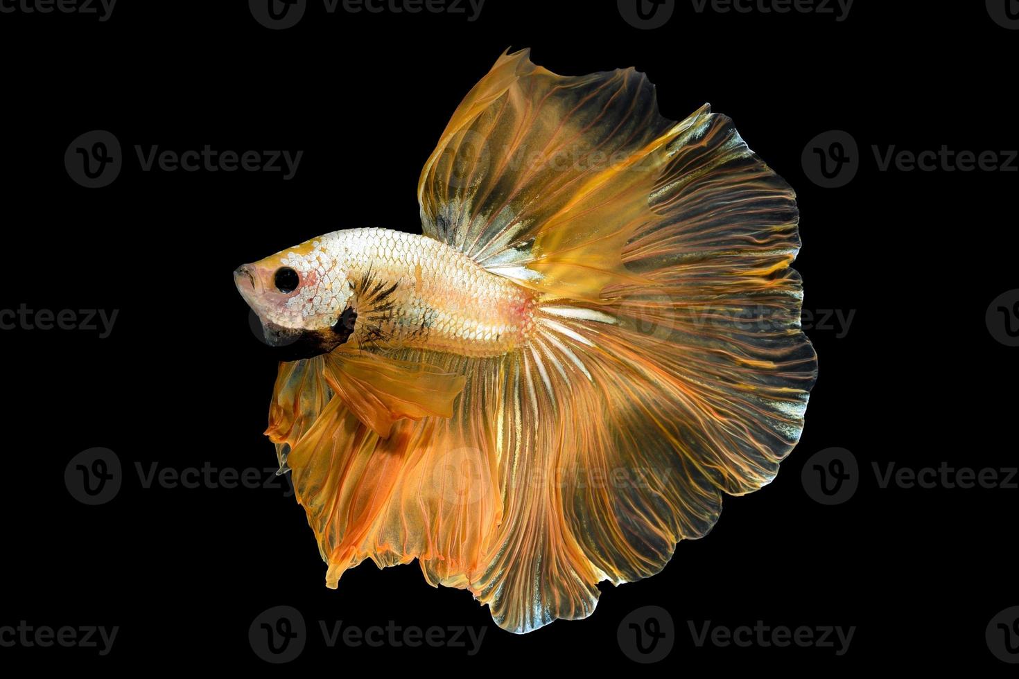 Close up art movement of Betta fish,Siamese fighting fish isolated on black background.Fine art design concept. photo