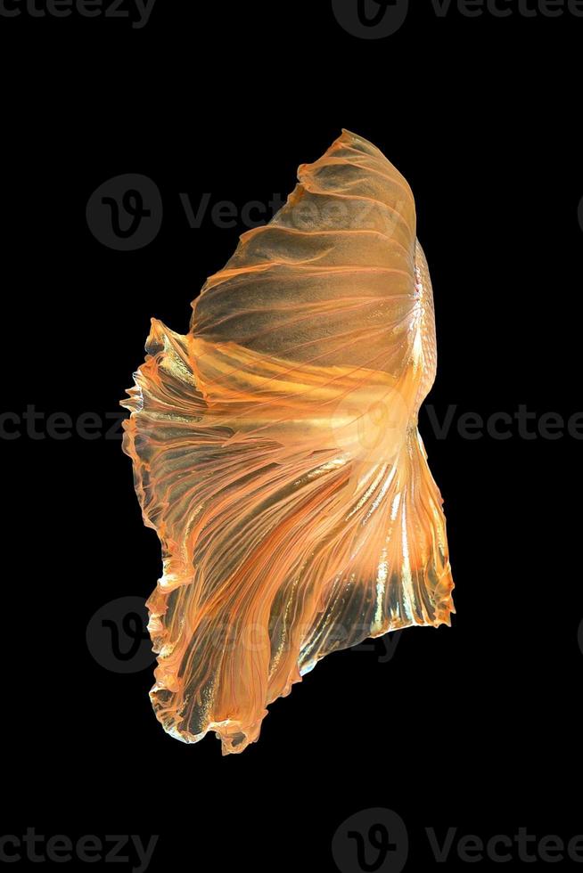 Close up art movement of Betta fish,Siamese fighting fish isolated on black background.Fine art design concept. photo