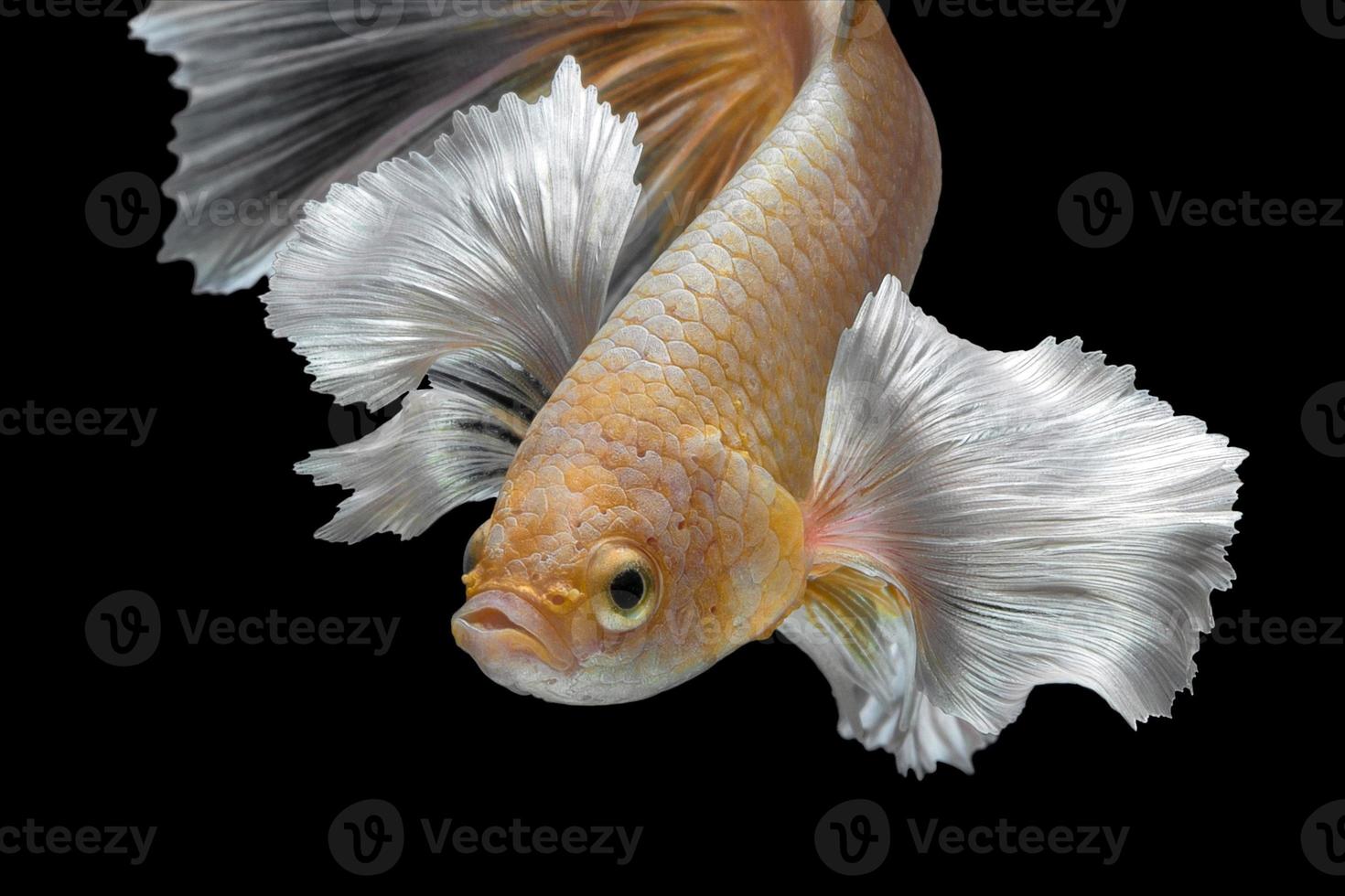 Abstract close up art movement of Betta fish,Siamese fighting fish isolated on black background.Fine art design concept. photo