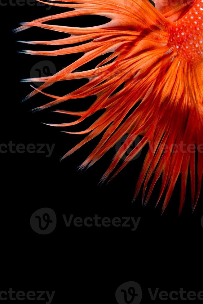 Close up art movement of Betta fish,Siamese fighting fish on black background.Fine art design concept. photo