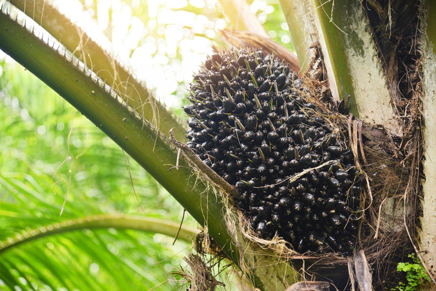 Palm plantation, Palm oil on the crops in green, tropical tree plant palm fruit tree fields nature agricultural farm photo