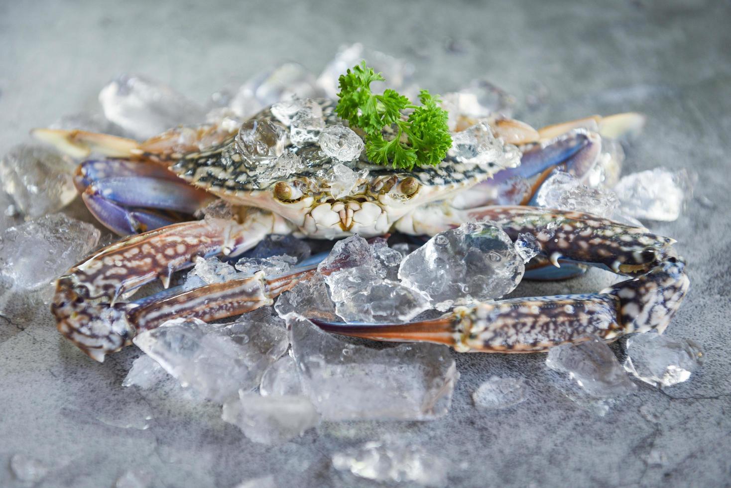 cangrejo crudo sobre hielo con especias en el fondo de la placa oscura - cangrejo fresco para comida cocinada en el restaurante o mercado de mariscos, cangrejo azul nadando foto