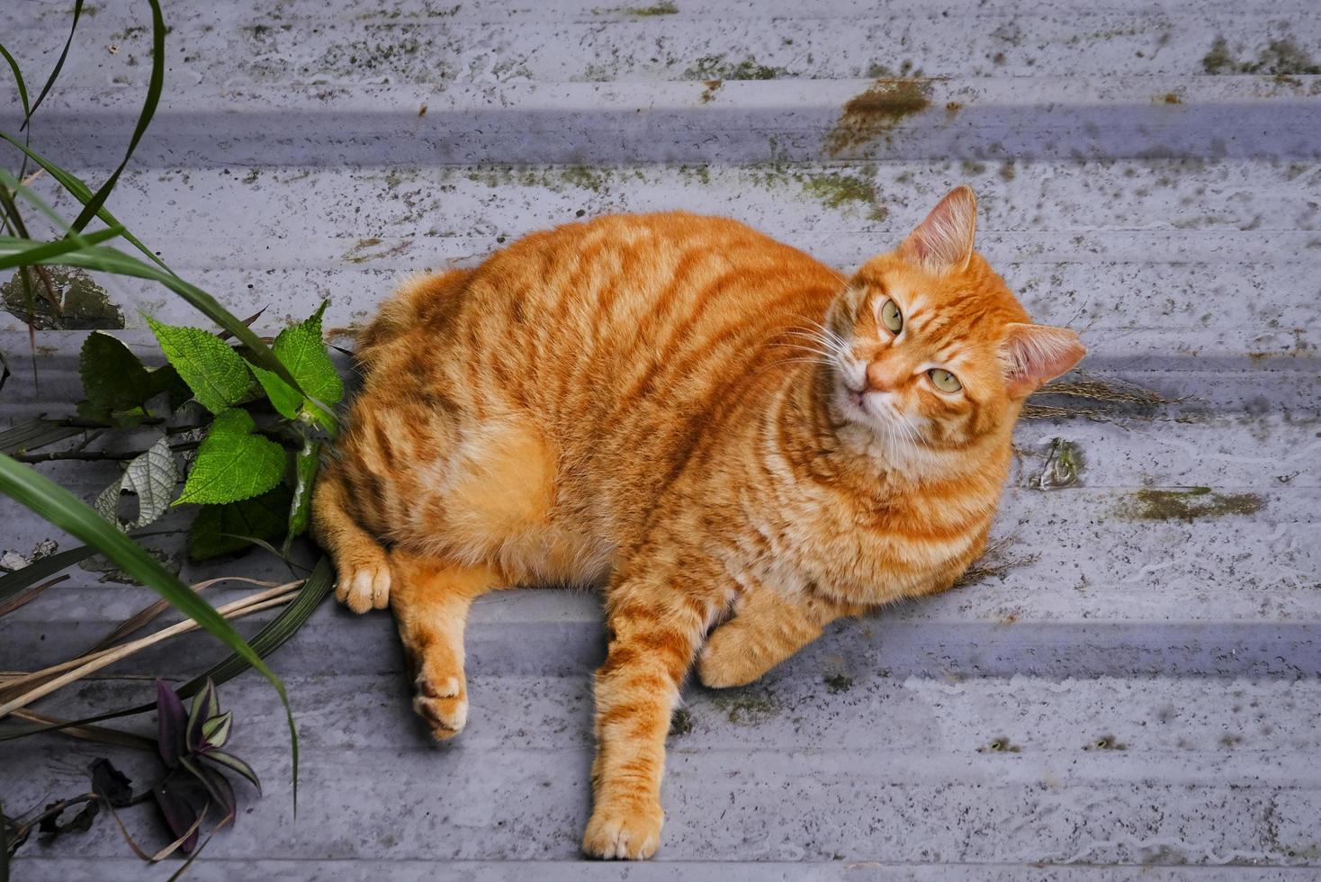 cat lying  on the floor - ginger cat beautiful photo