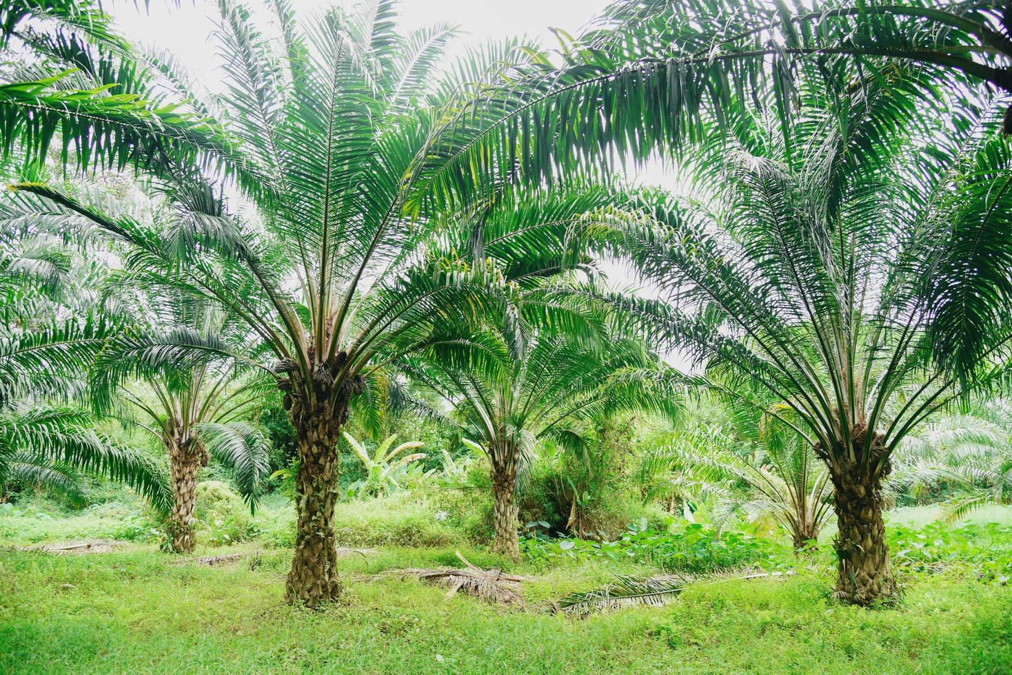 Tropical tree plant palm tree fields nature agricultural farm palm plantation, Palm oil of crops in green photo
