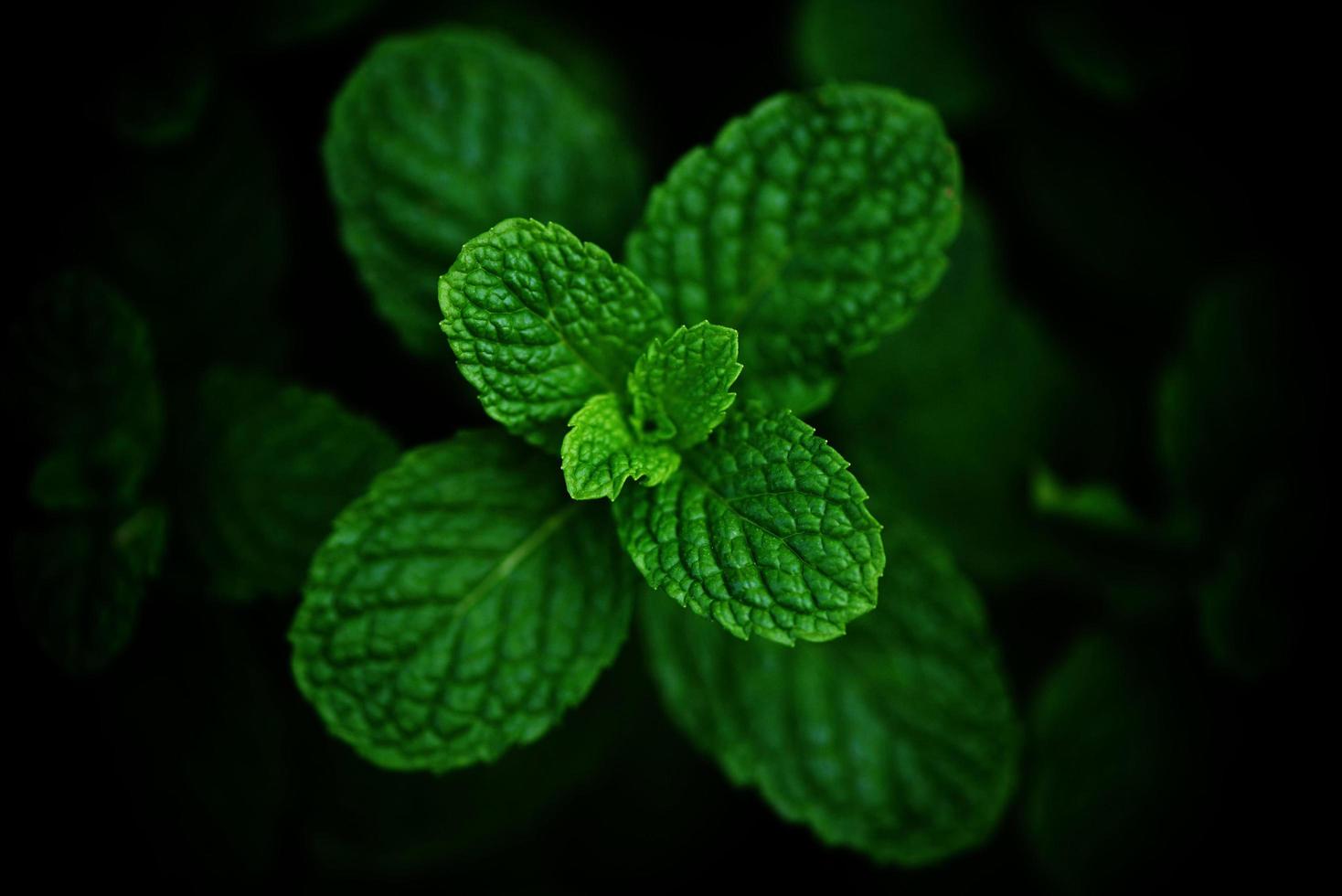 Hoja de menta en el jardín fondo oscuro - hojas de menta fresca en una naturaleza hierbas o verduras verdes foto