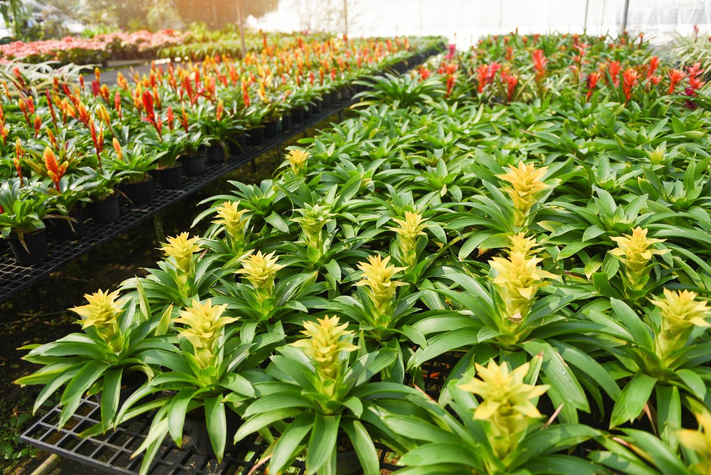 Bromelia flor vivero granja ornamental y flor de plantas verdes que crecen en el invernadero del jardín bajo techo foto