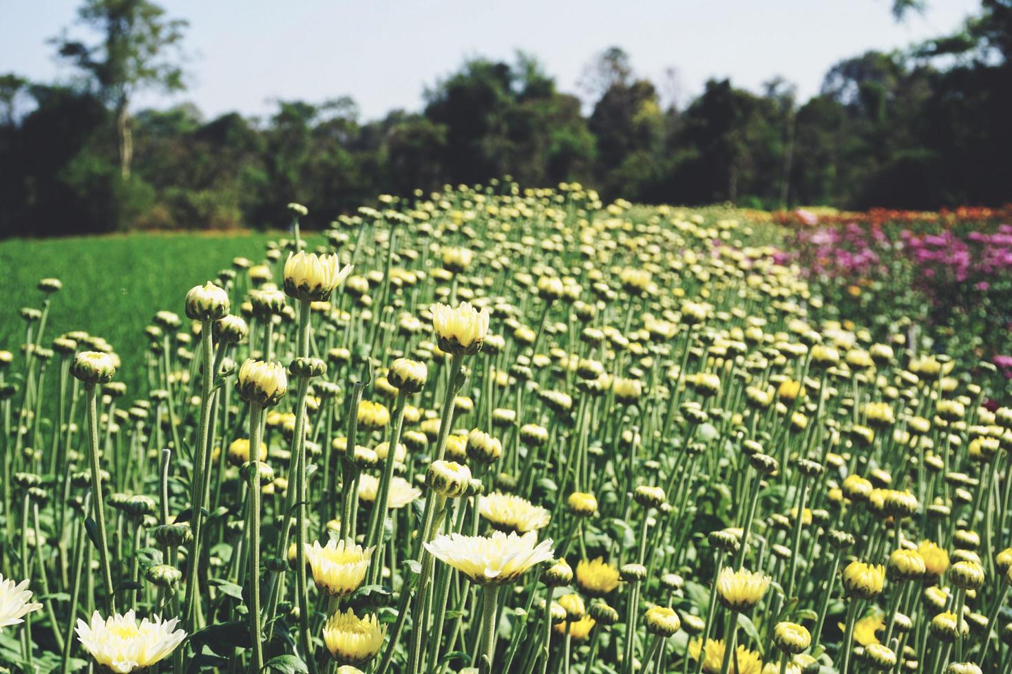 Chrysanthemum flower with leaf on green natural summer background - Yellow flower bloom on field plant photo