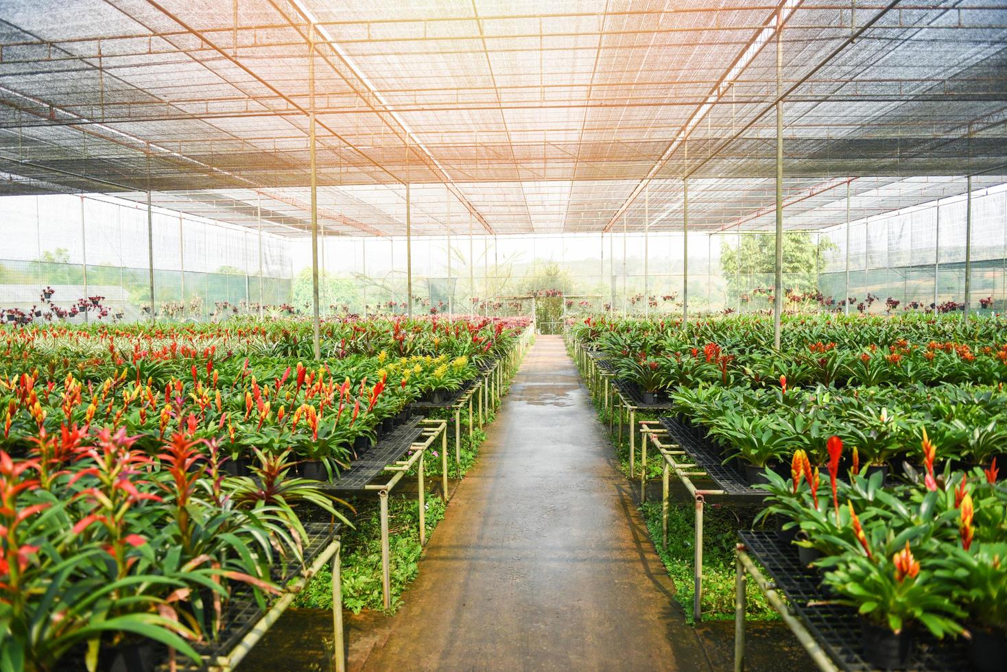 Bromeliad flower and Orchid nursery farm ornamental and flower green plant growing and hanging in the garden greenhouse under roof photo