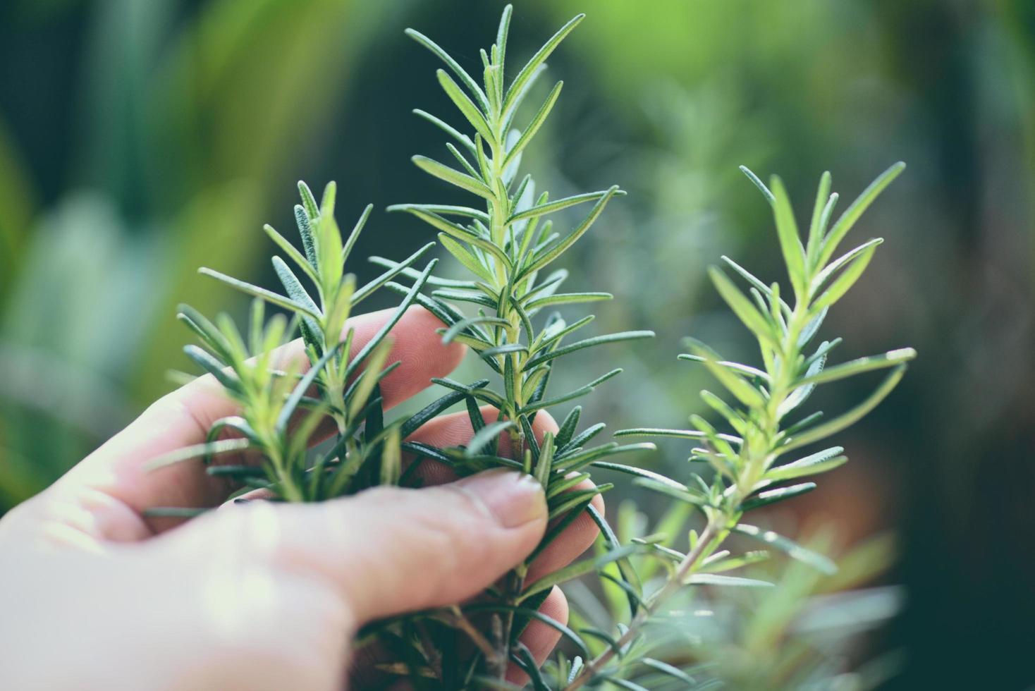 Planta de romero orgánico que crece en el jardín para extractos de aceite esencial hierbas frescas de romero naturaleza fondo verde foto