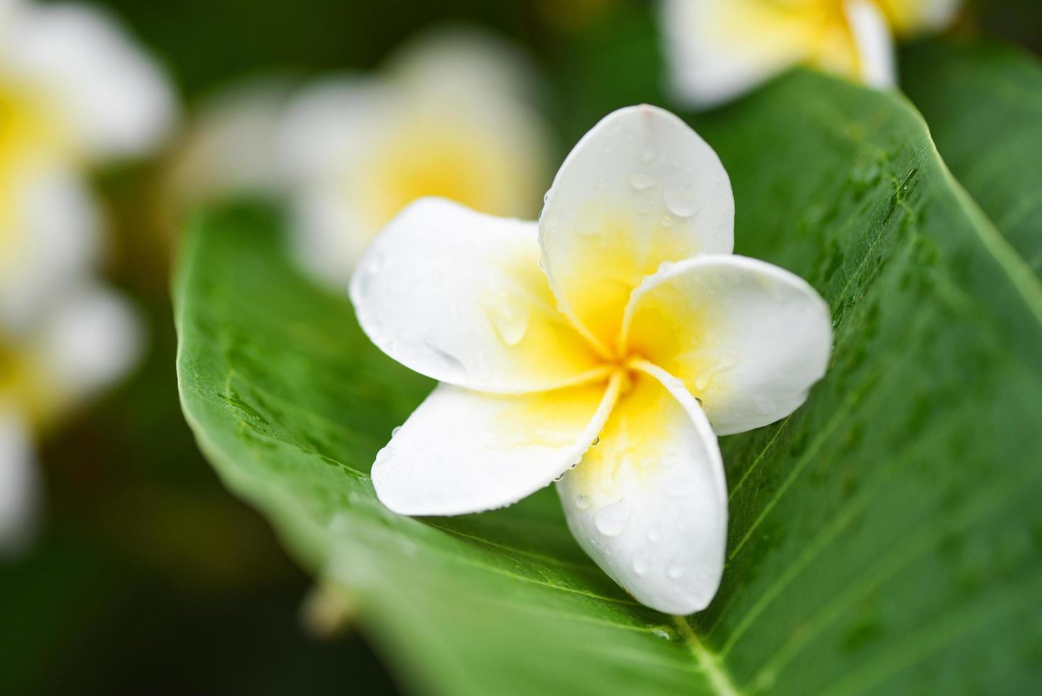 Plumeria flowers with drop water on green leaf - Other names Frangipani , White Plumeria , Temple Tree , Graveyard Tree photo