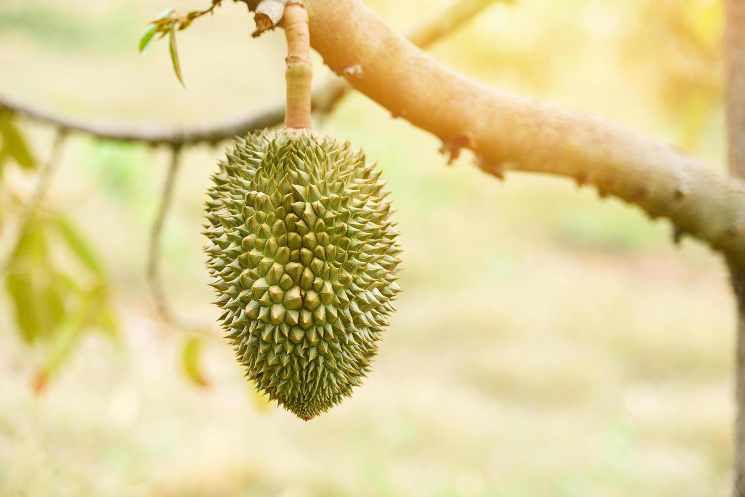 árbol de durian con fruta de durian en el jardín de verano foto