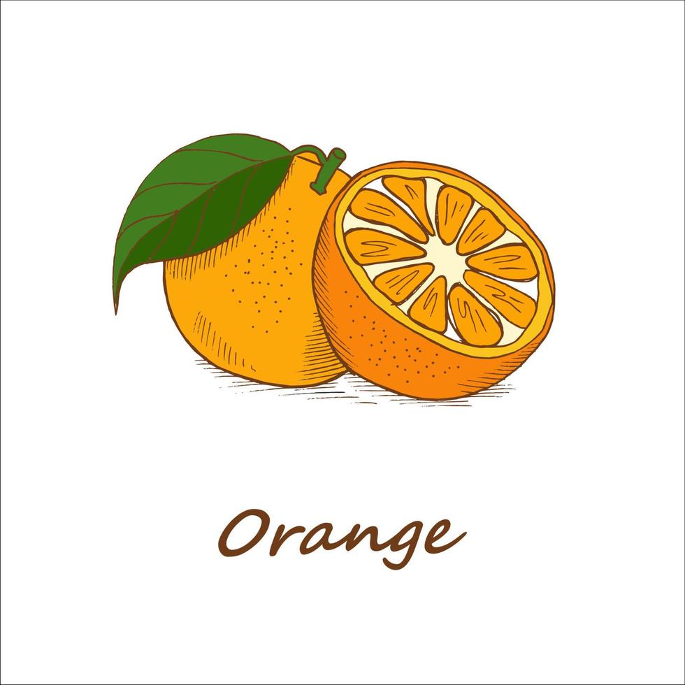 naranjas, dibujadas a mano. ilustración vectorial. vector