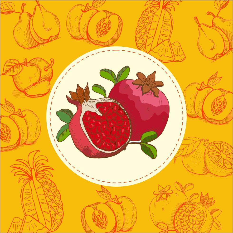 Pomegranate. Fruit. Vector illustration. The fruit is hand drawn. Hand drawn vector illustration.