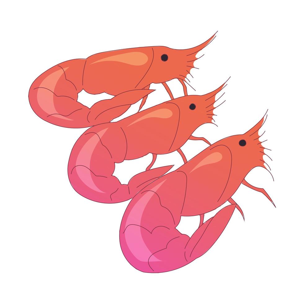 Realistic fresh shrimp on white background - Vector