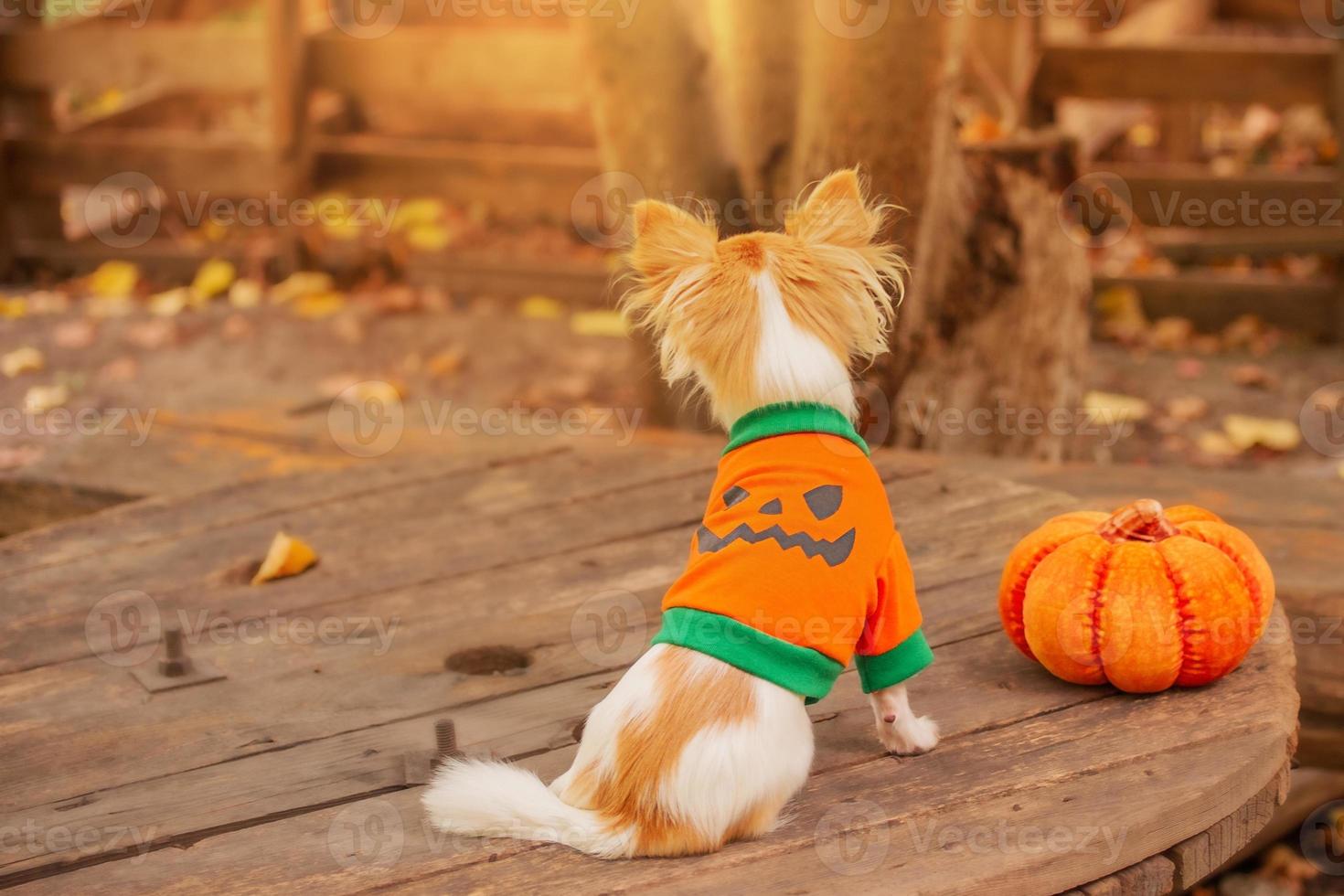 Animal and Halloween. Chihuahua sits back to camera next to pumpkin. A dog dressed as a pumpkin. photo