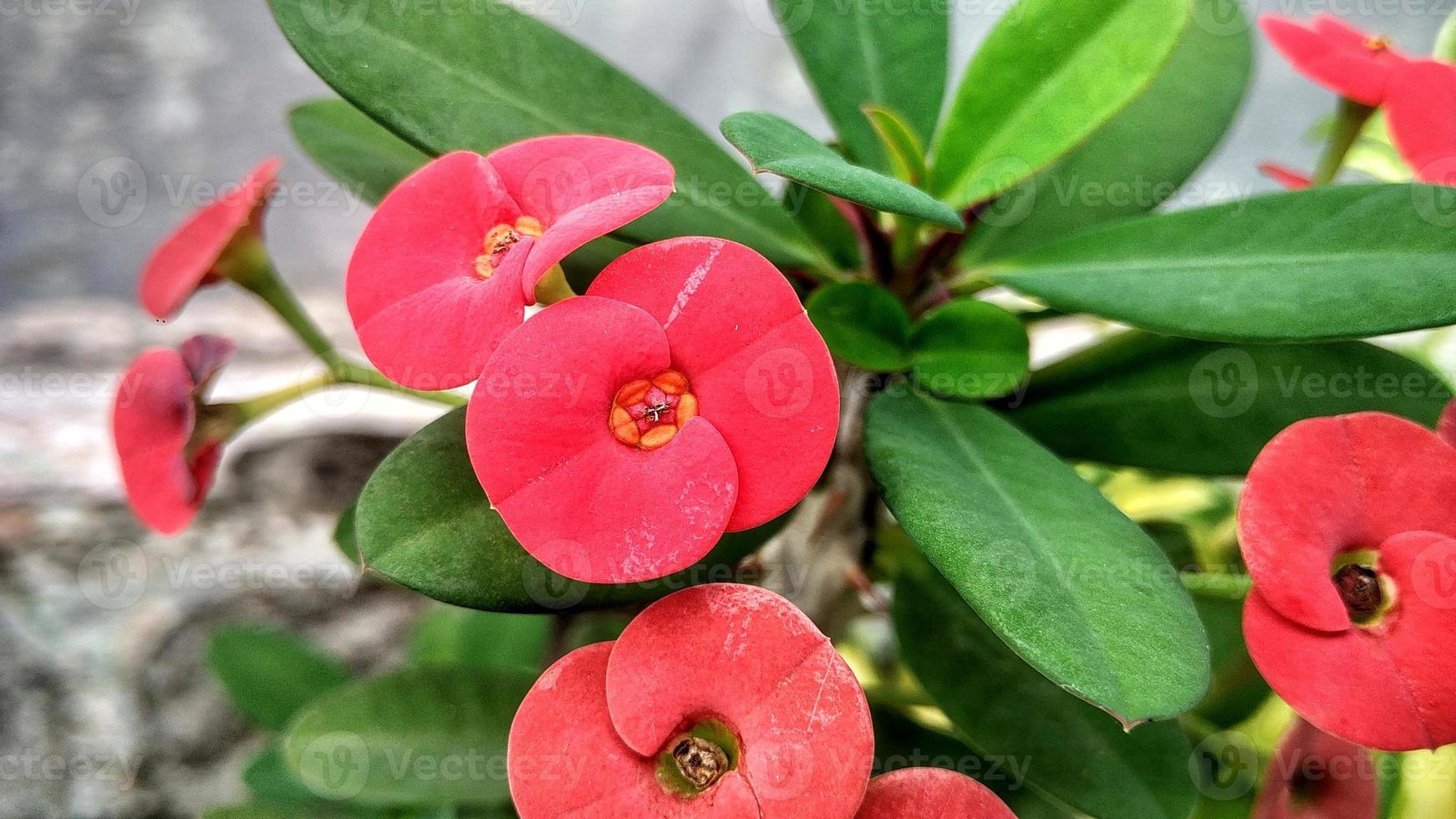Red flower euphorbia, tropical plant, gardening. photo