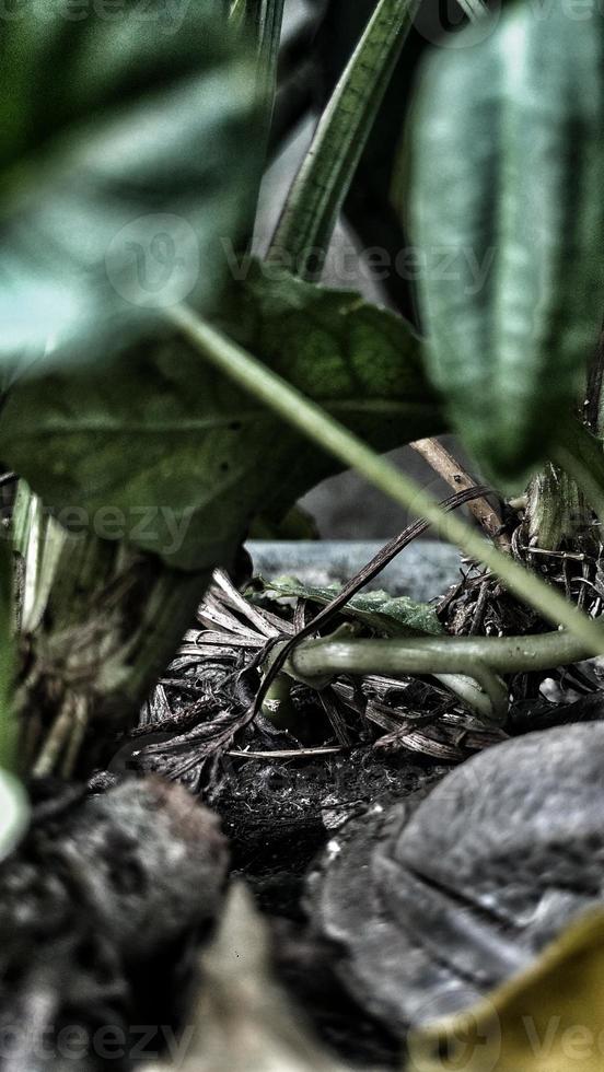 Blurred defocused ramatic photo effect of leaves, rock, tree and pot