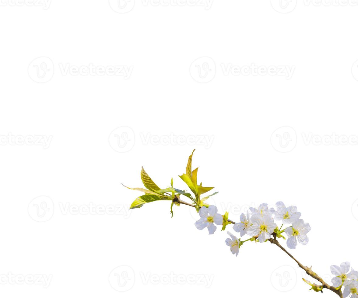 Superposiciones de rama floreciente de flor de hoja blanca y verde abstracta de árbol de flores de cerezo de primavera en blanco. foto