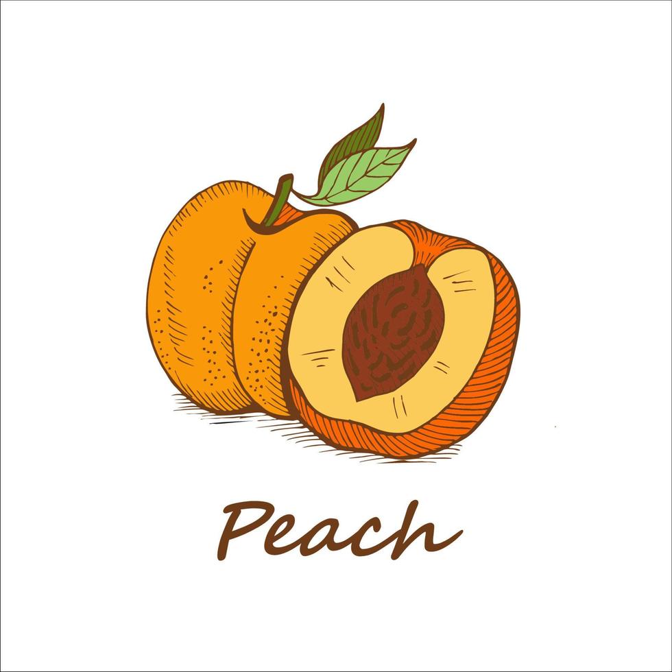 Peach, hand drawn. Vector illustration.
