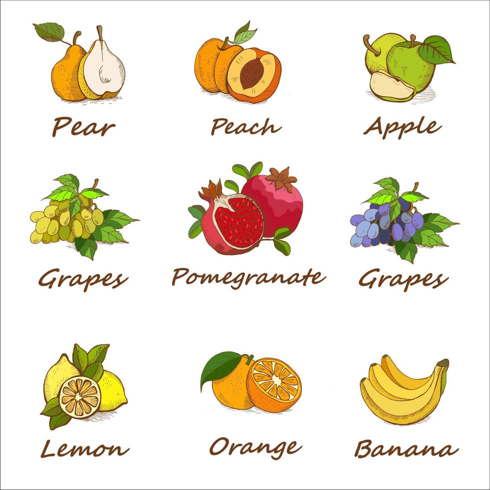 Collection, set of hand drawn fruits. vector