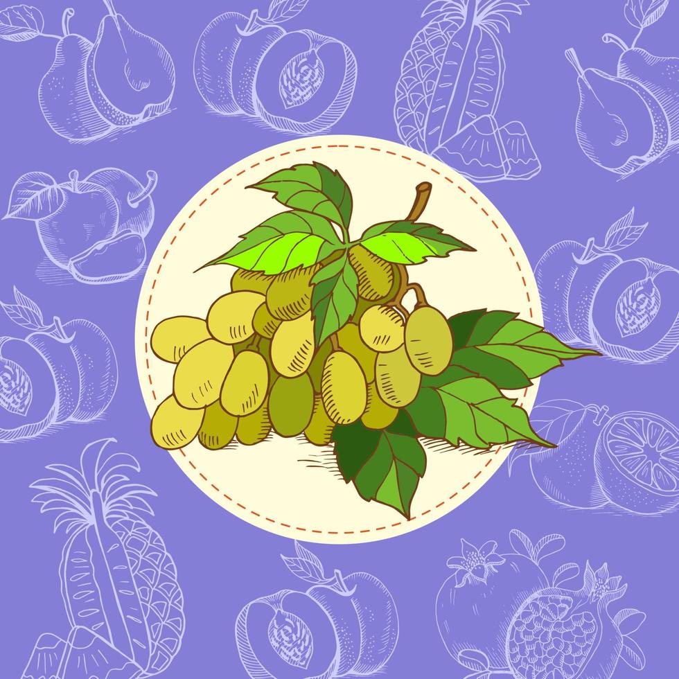 uvas, uvas verdes. el jugo de uva. Fruta. ilustración vectorial. la fruta está dibujada a mano. Ilustración de vector dibujado a mano.