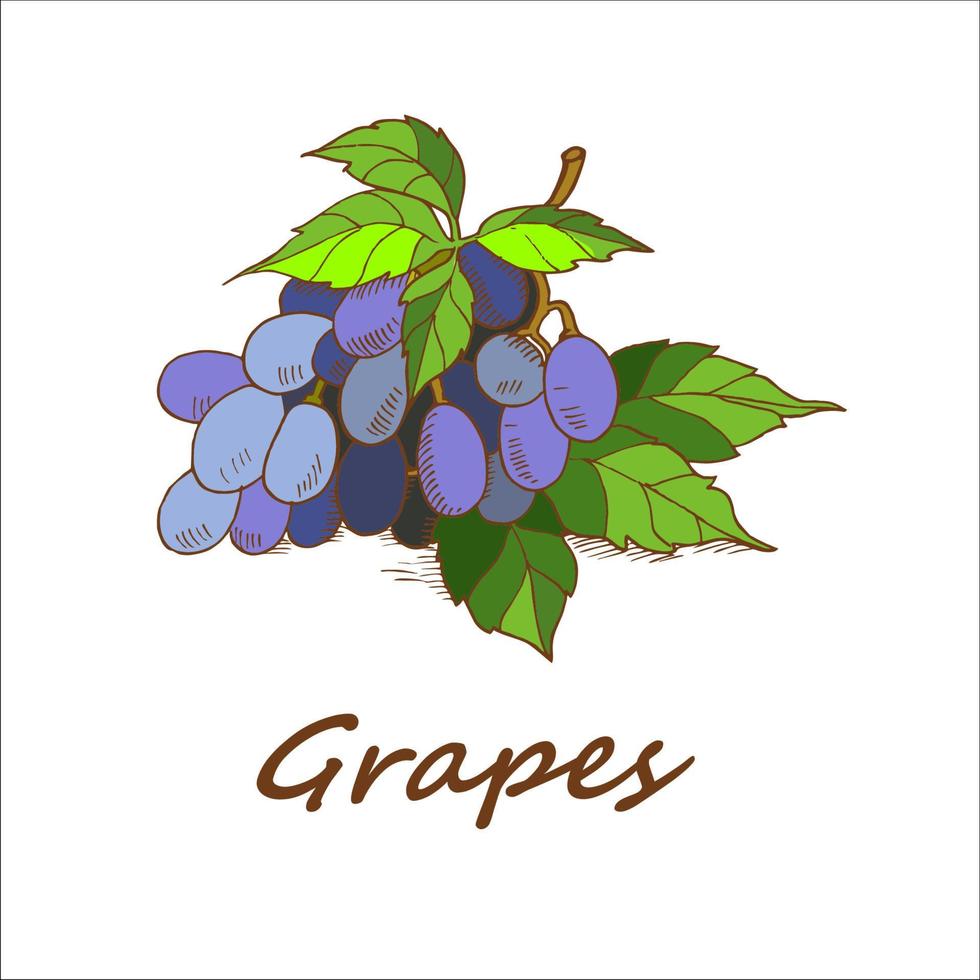 Grapes are handdrawn. Vector illustration.