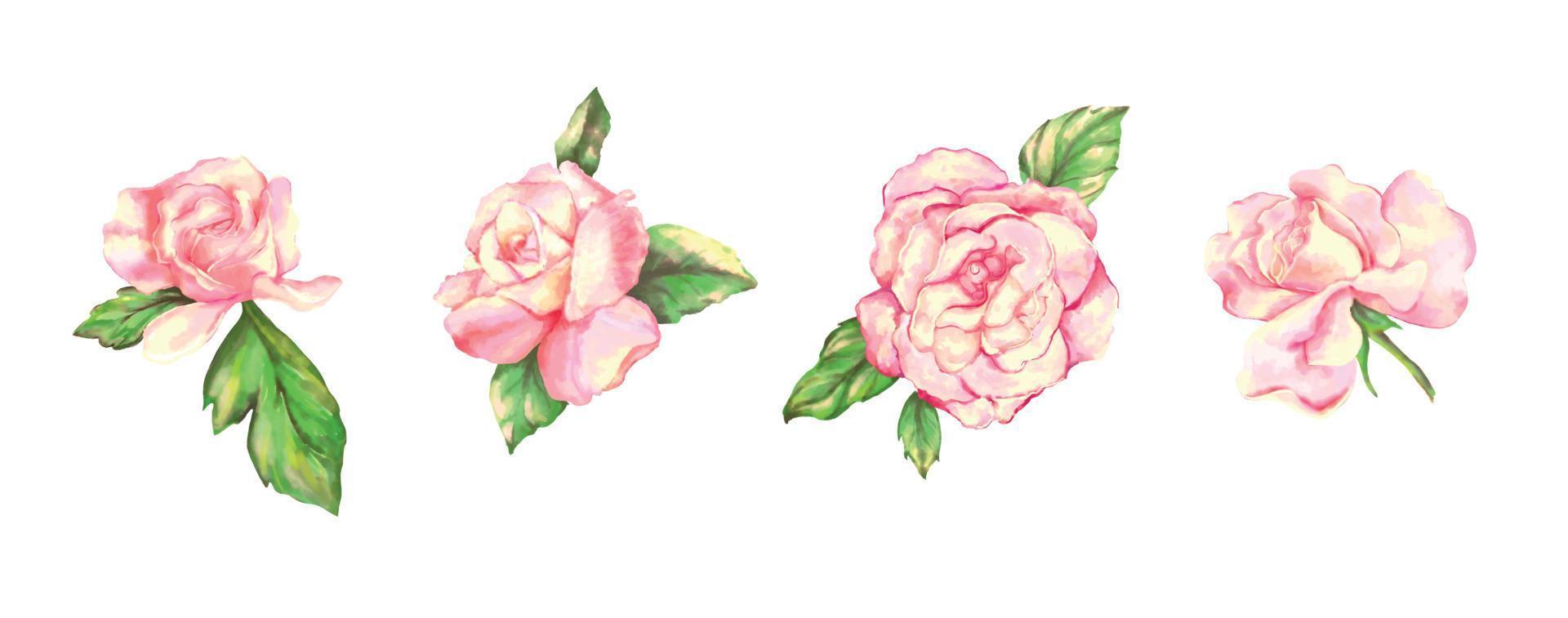 conjunto de rosas rosadas vector