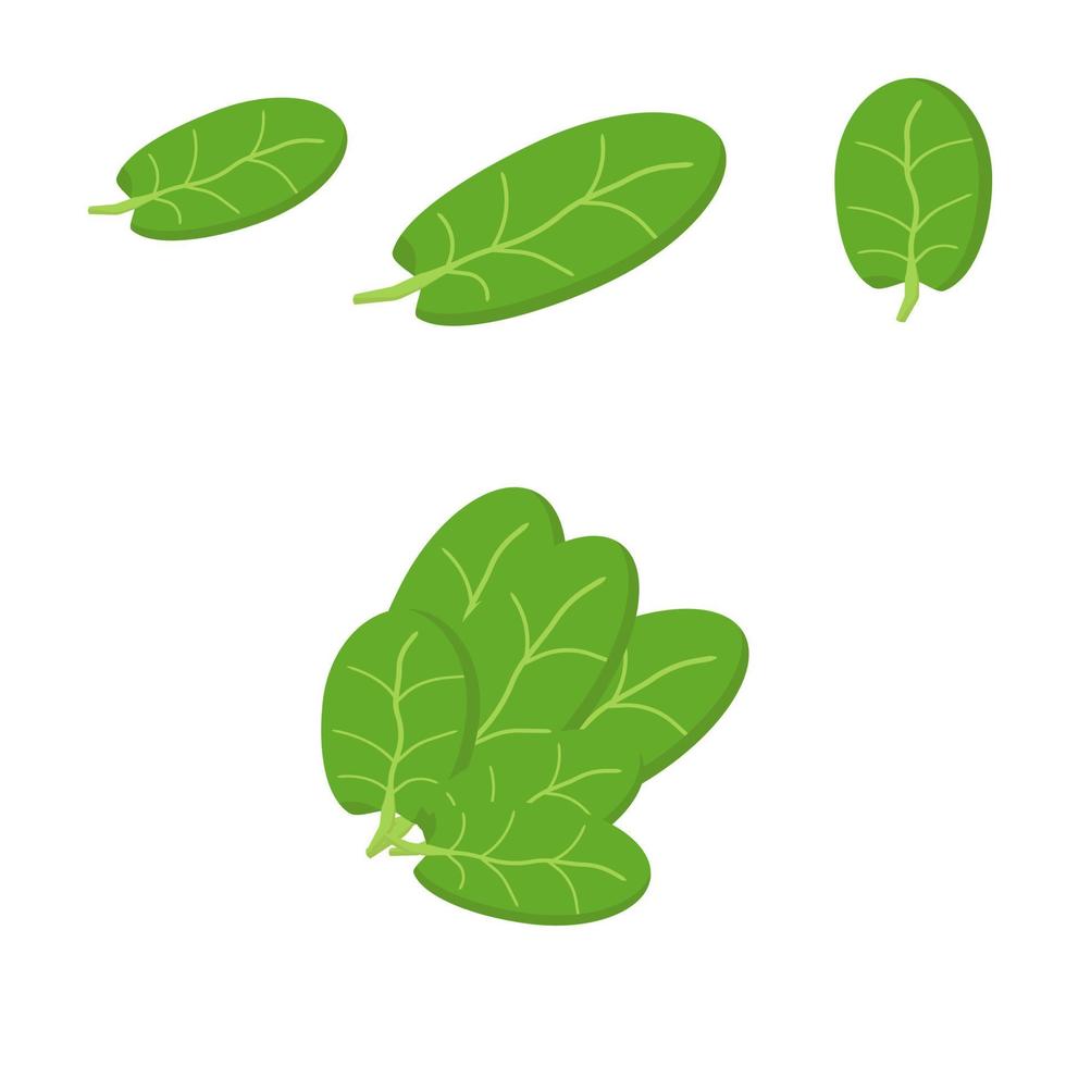 set of spinach leaves in flat style, green single leaves of different sizes and a bunch of spinach, ingredients for salad vector