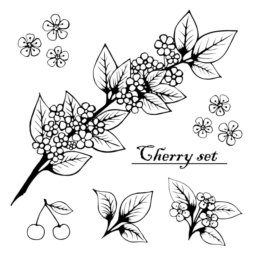 cherry branch set, flowers, barries. Vintage cherry. Illustration for printing, backgrounds, wallpapers, packaging, greeting cards, posters, textile, seasonal design. Isolated on white background. vector
