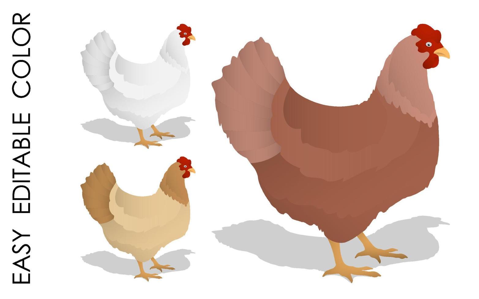 pollo casero de dibujos animados. aves de granja poniendo huevos. vector de color aislado sobre fondo blanco.
