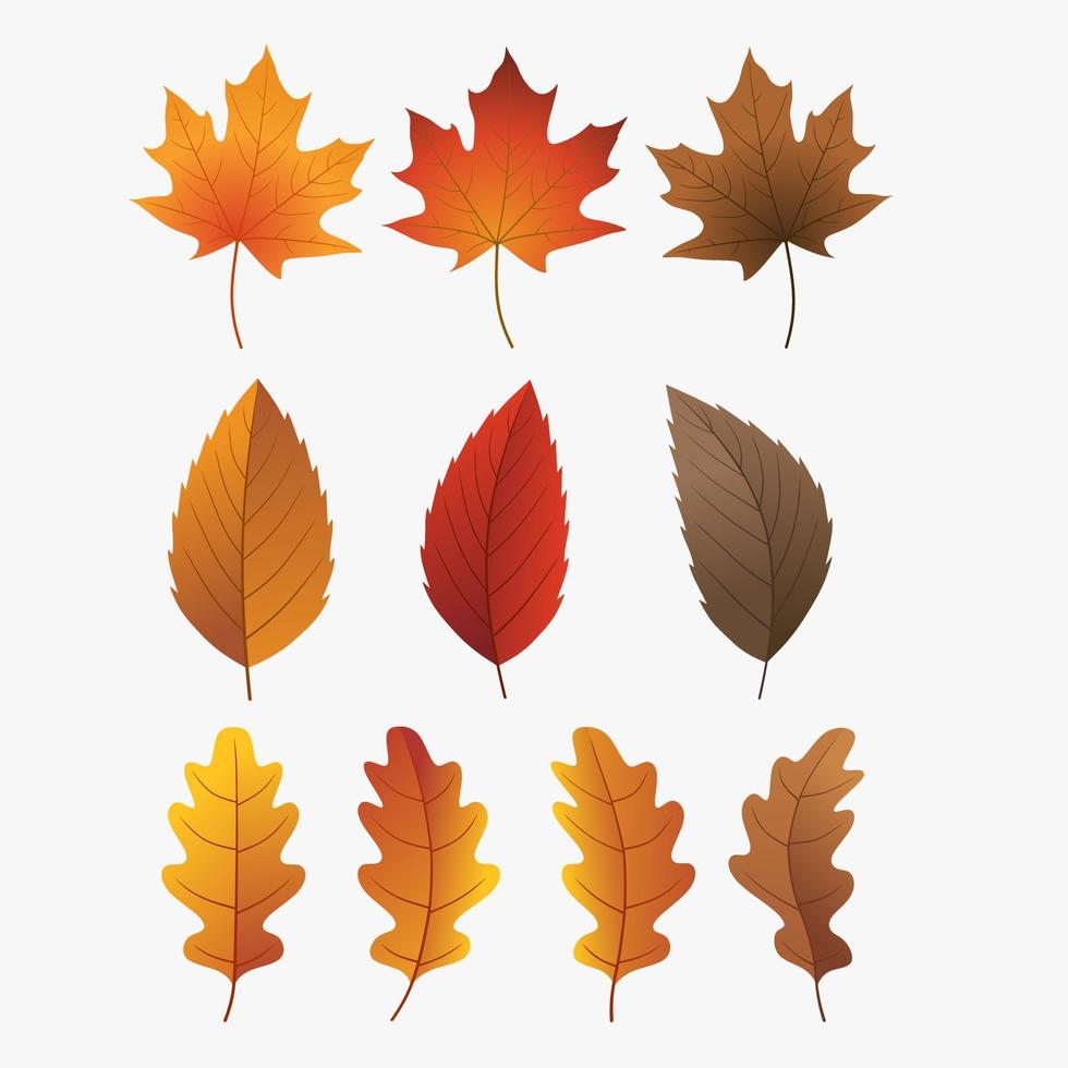 Colorful autumn leaves set, isolated on white background. Simple cartoon flat style, vector. vector