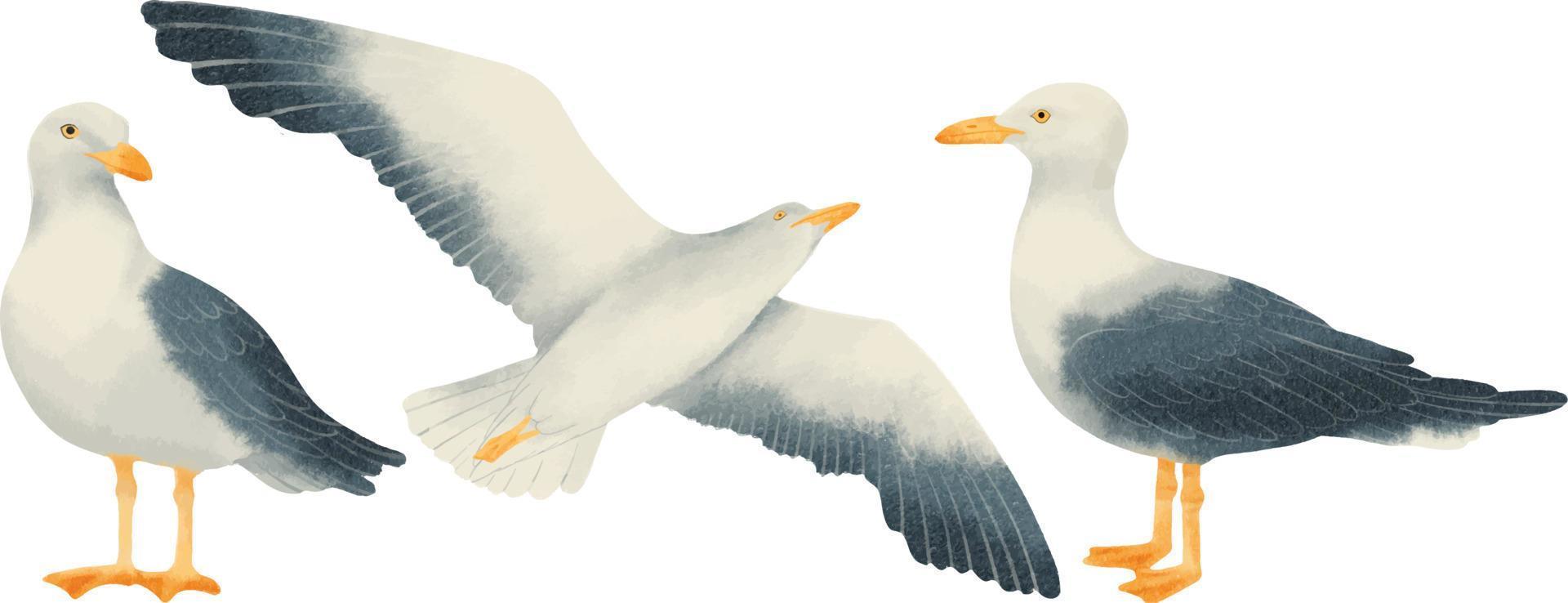 Conjunto de estilos de acuarela de aves gaviotas vector