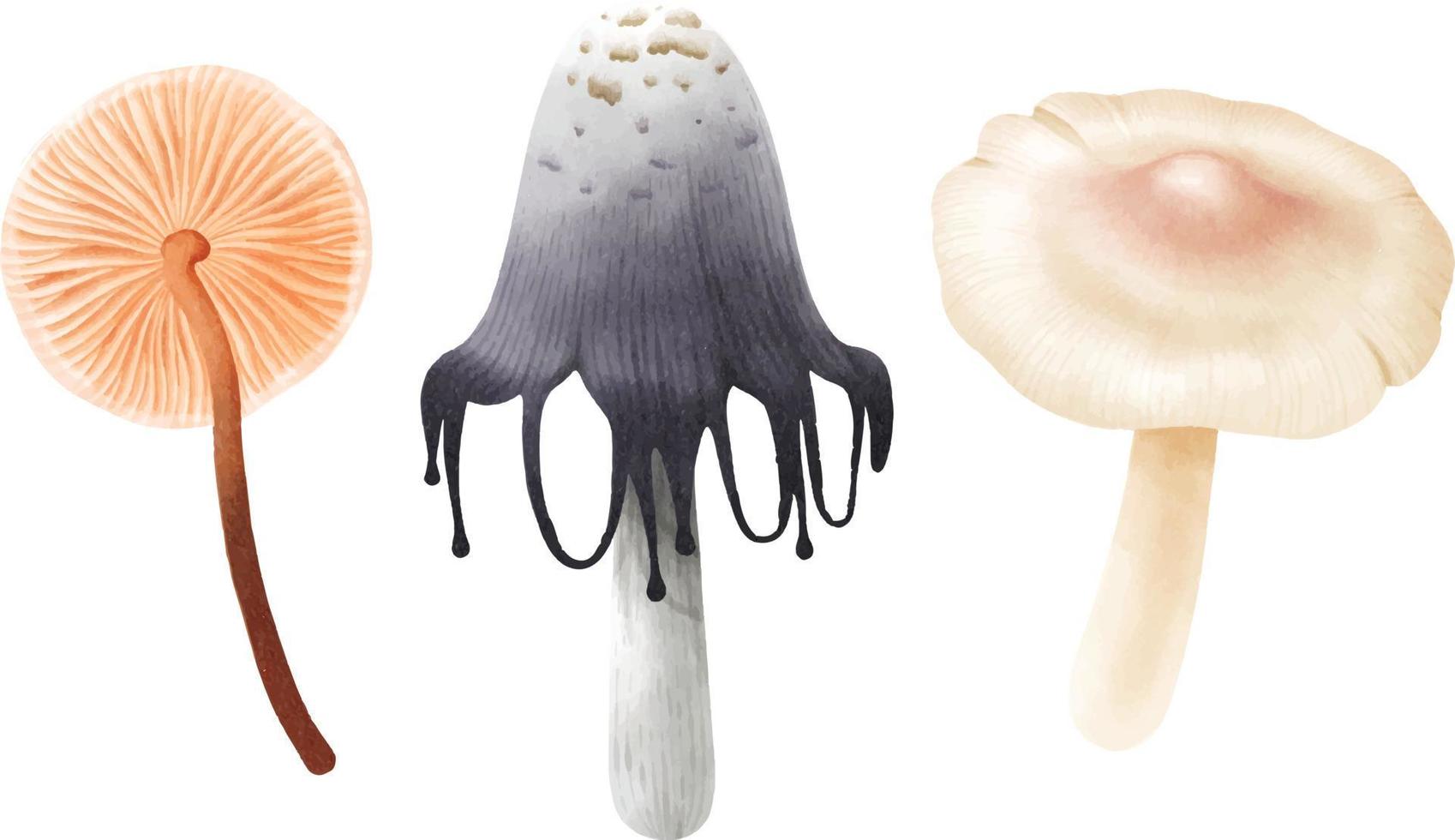Mushroom illustration watercolor style collection vector