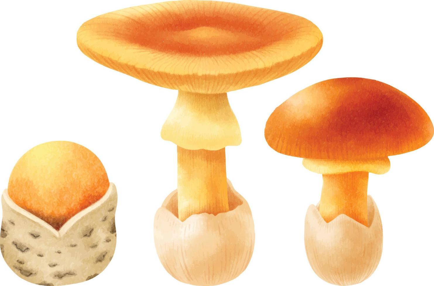 Mushroom illustration watercolor style collection vector