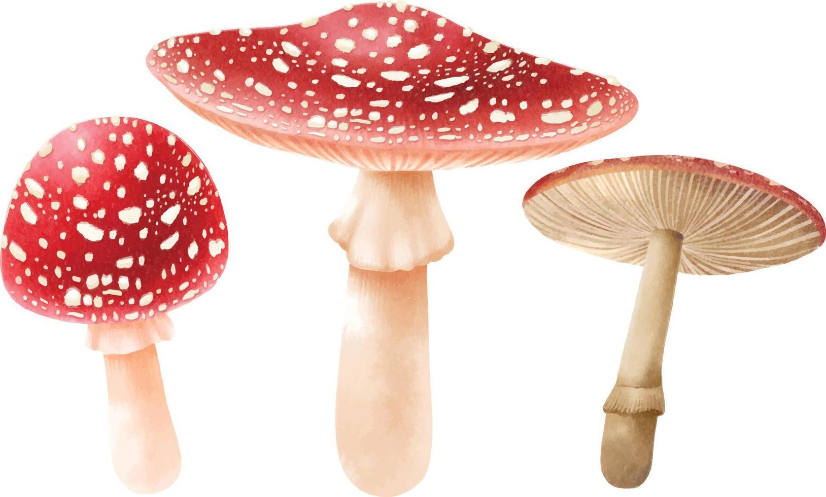 Mushroom illustration watercolor style collection vector