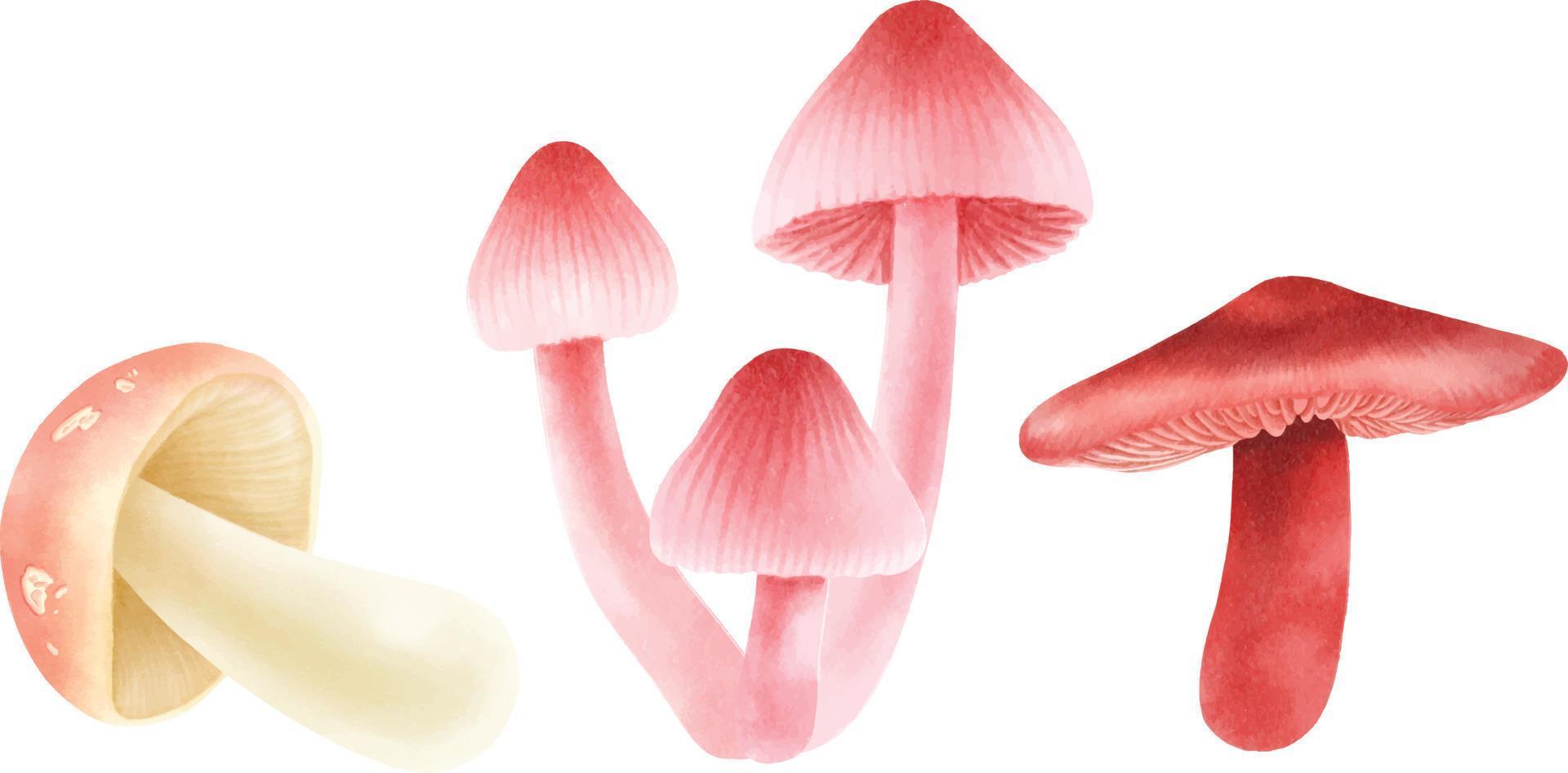 Set of  Mushroom illustration watercolor style vector