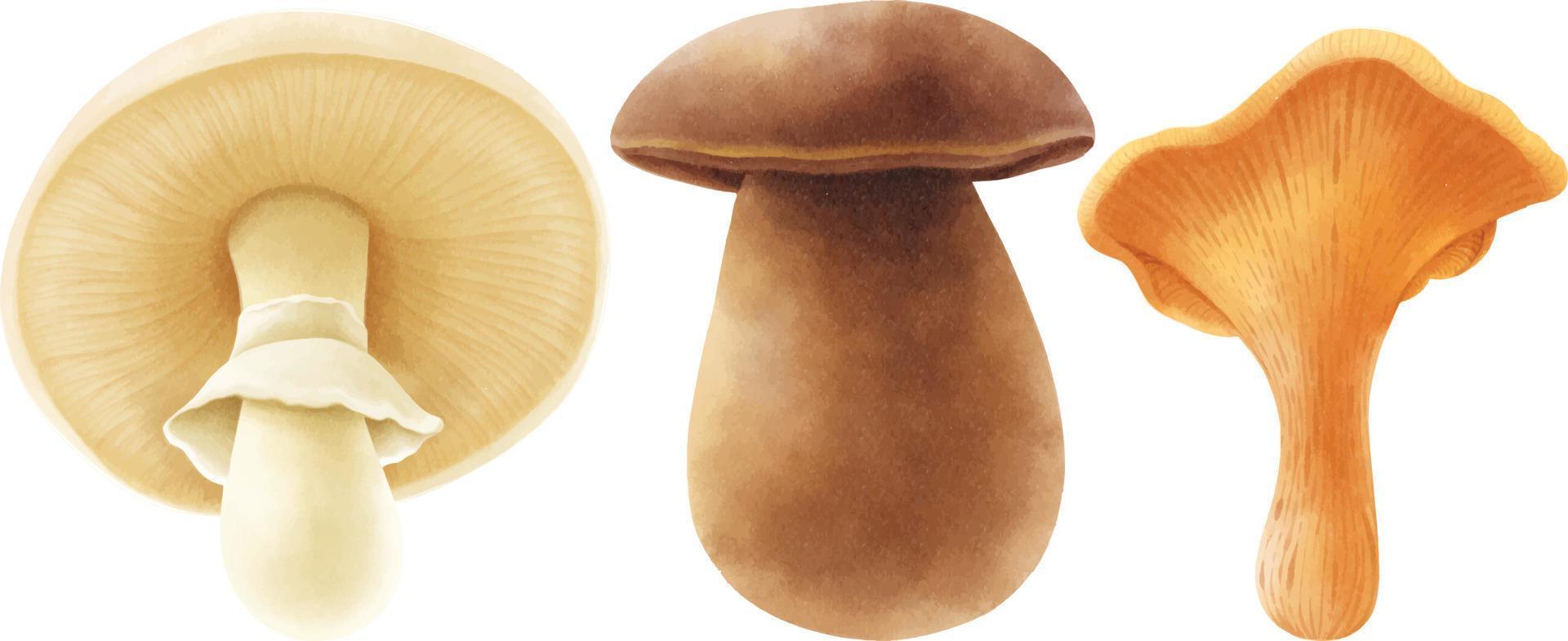 Mushroom illustration watercolor style collection vector