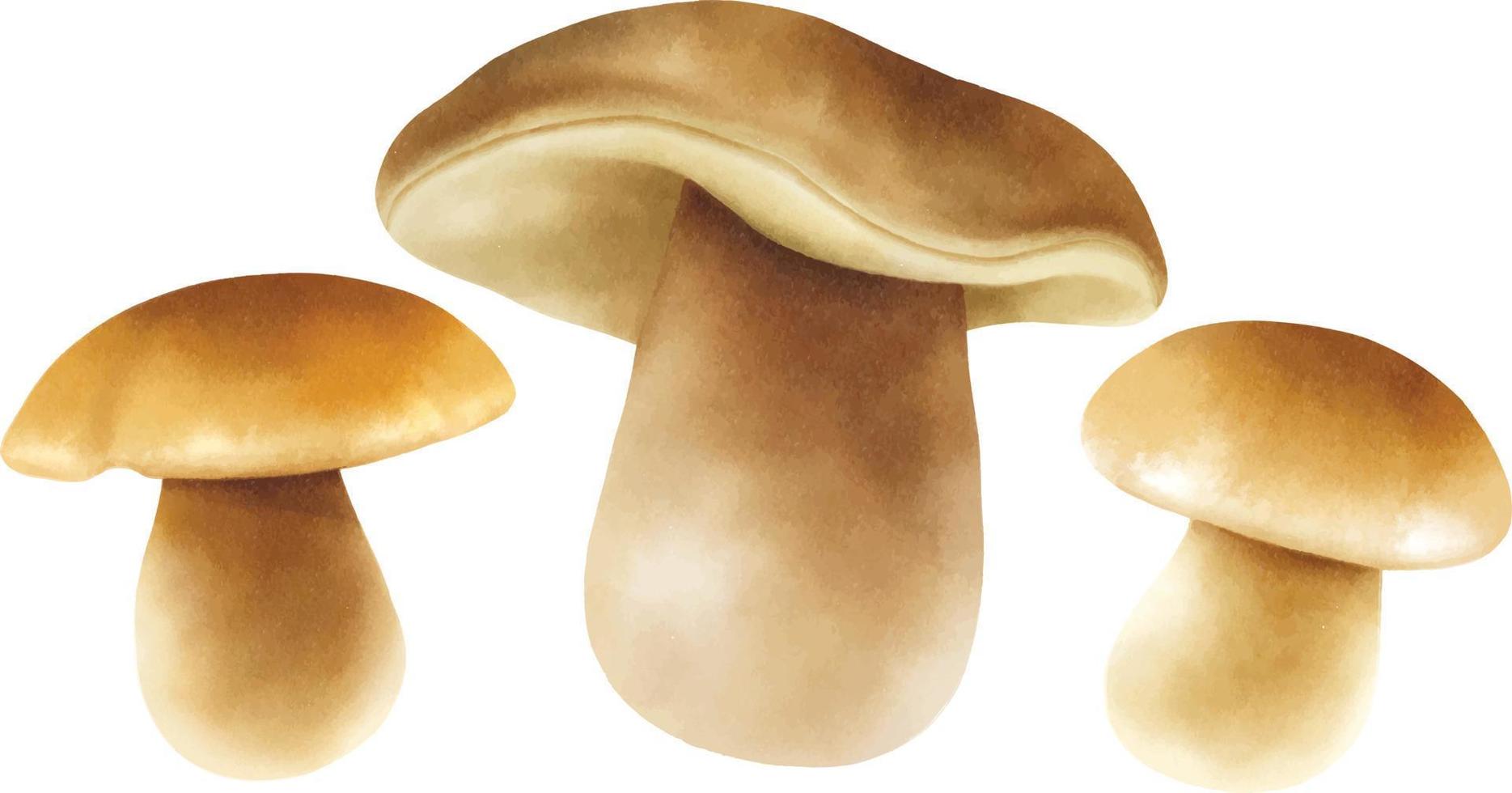 Mushroom illustration watercolor style collection vector