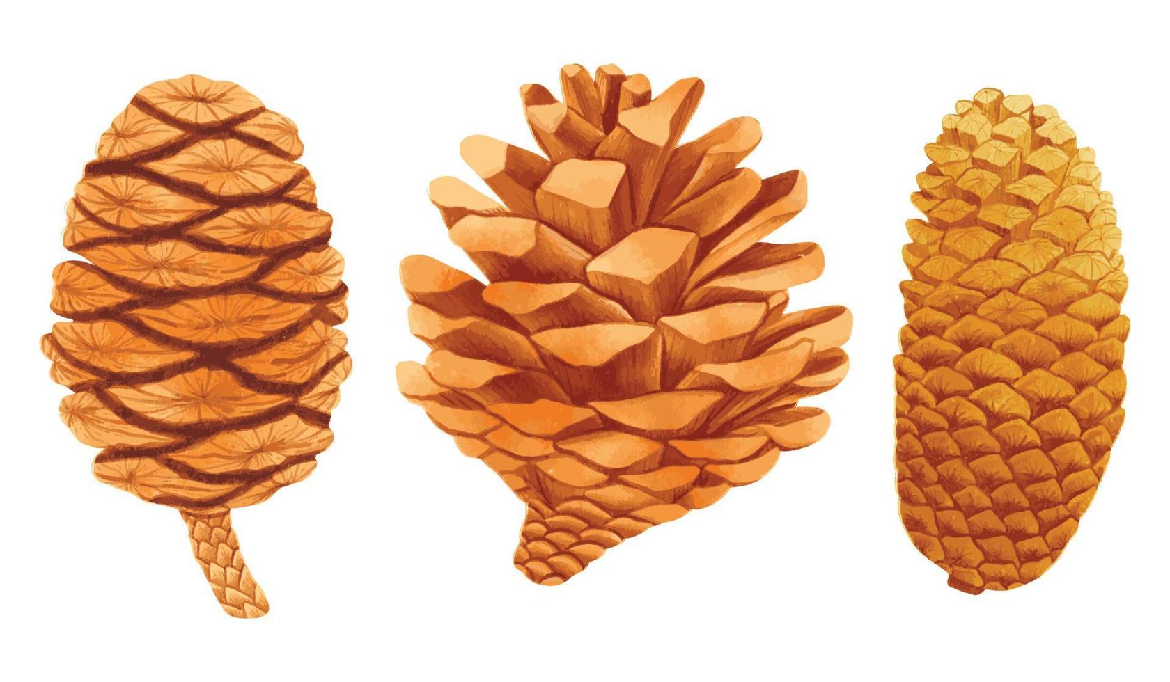 Set of Pine cone watercolor hand painted illustrations vector