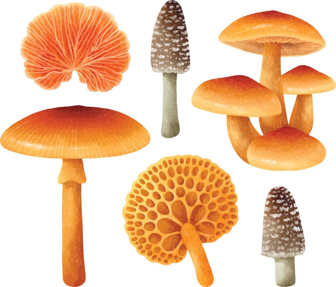 Mushroom illustration watercolor style collection 4866284