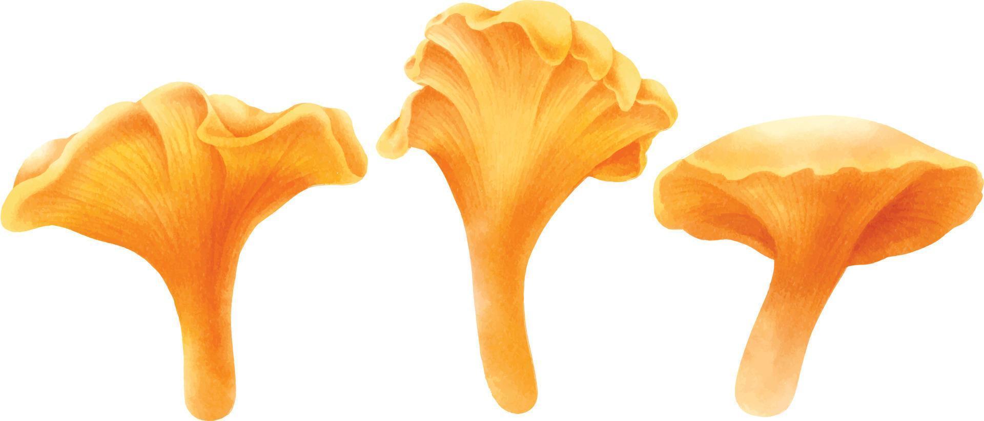 Mushroom illustration watercolor style collection vector