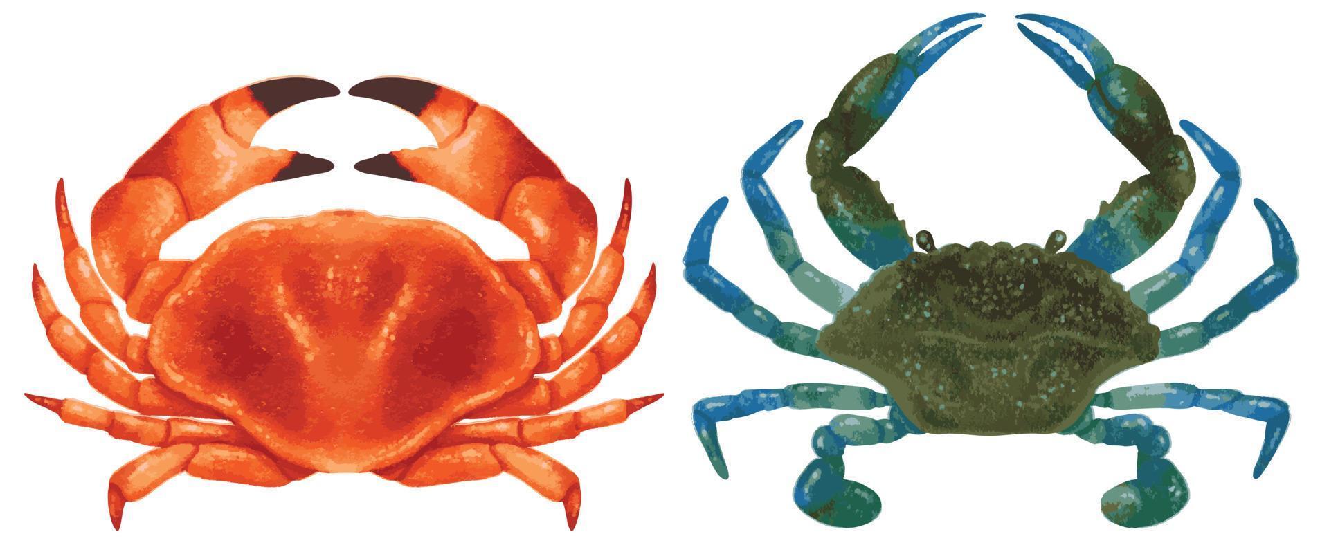 Set of Sea crab watercolor hand painted vector