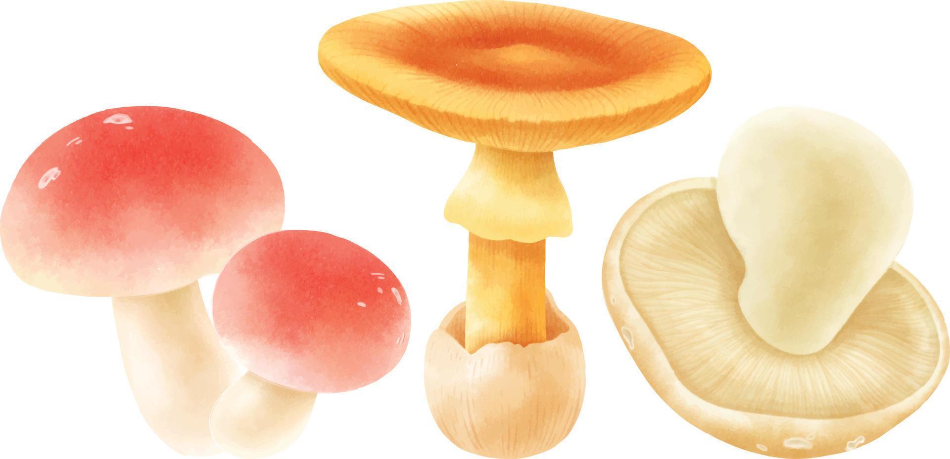 Set of  Mushroom illustration watercolor style vector