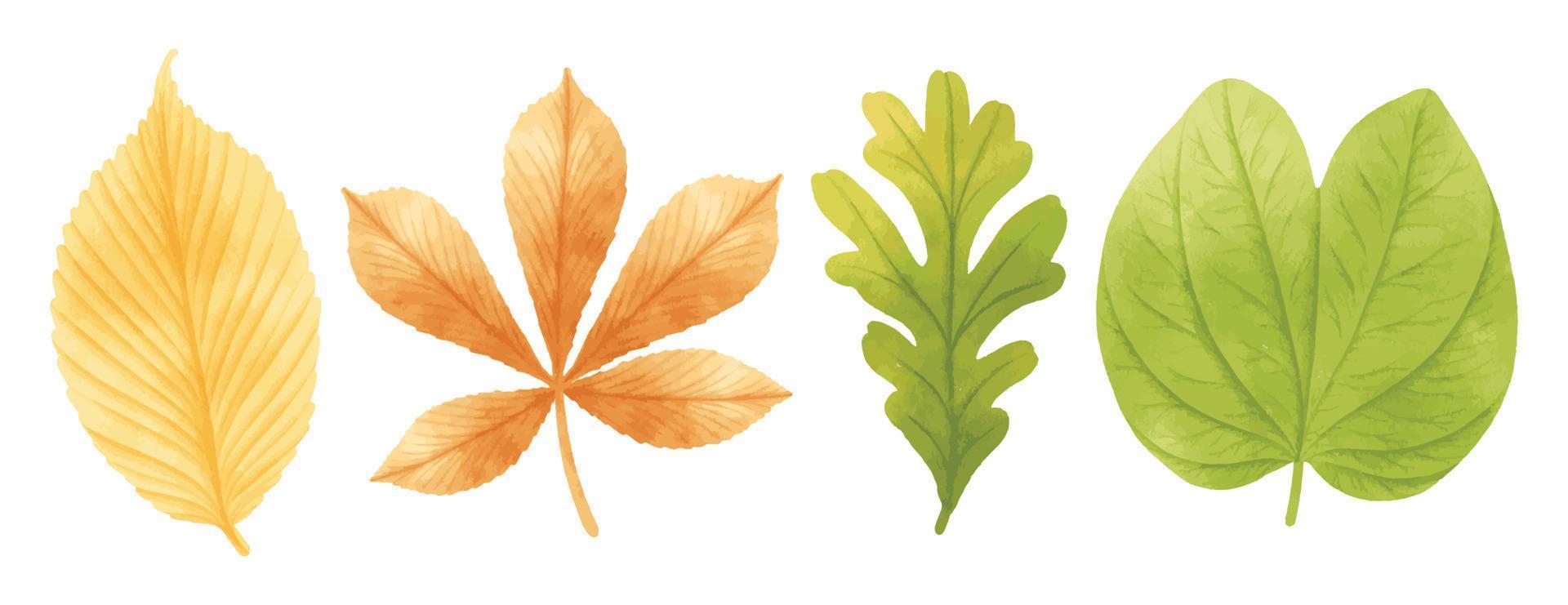 Set of autumn leaves illustrations watercolor styles vector